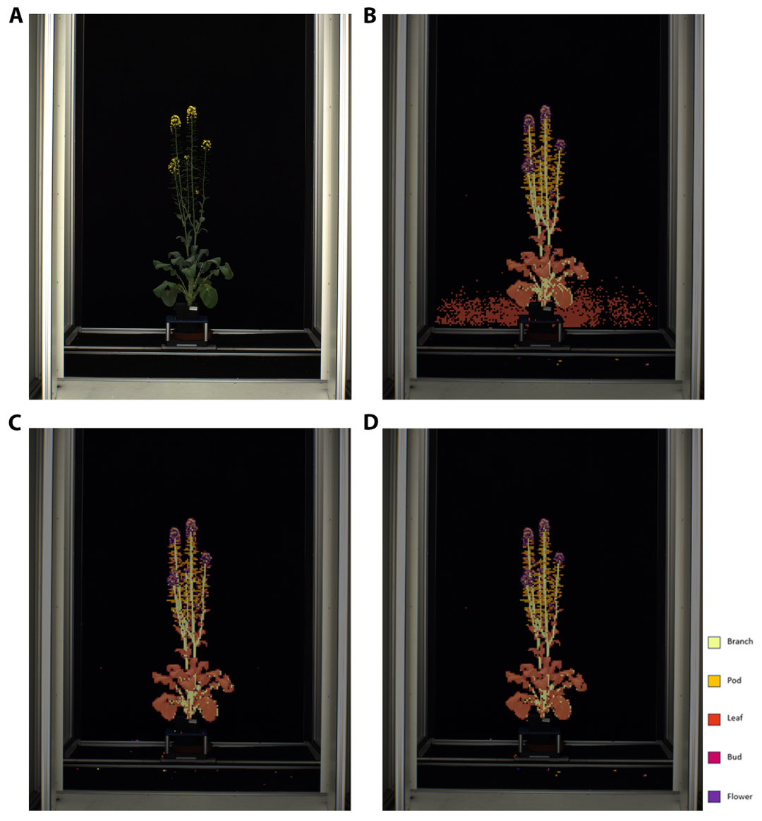 Automated Plant Phenotyping Classification