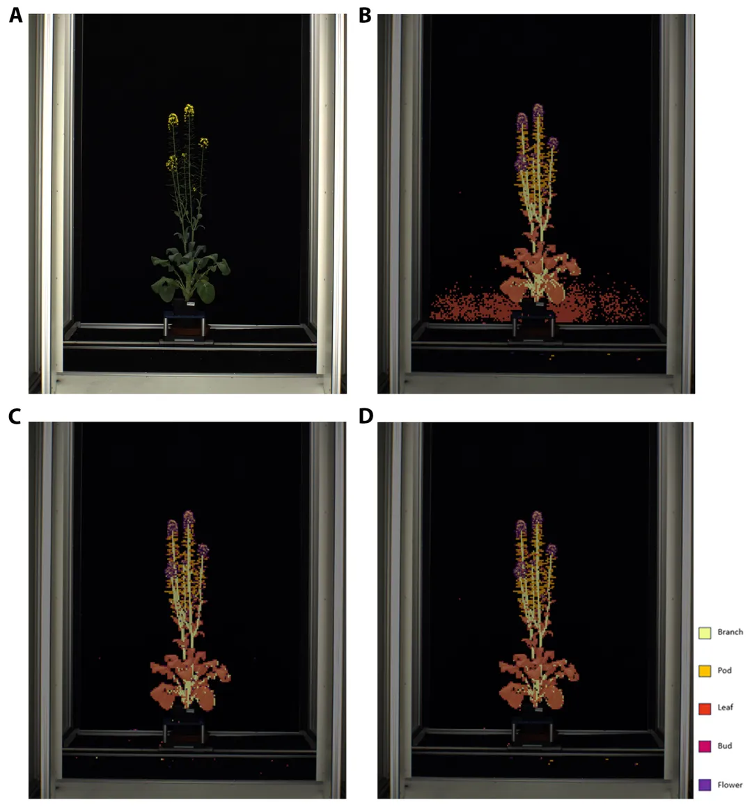 Automated Plant Phenotyping Classification